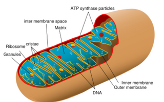 Biohacking Your Mitochondria for Enhanced Energy and Longevity - Pulsetto