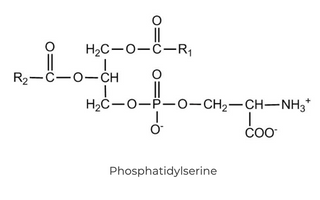 Best Phosphatidylserine Alternatives for Sleeping - Pulsetto