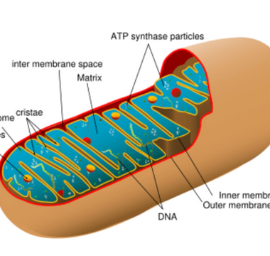 Biohacking Your Mitochondria for Enhanced Energy and Longevity - Pulsetto