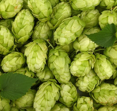 Best Hops Alternatives for Sleeping - Pulsetto