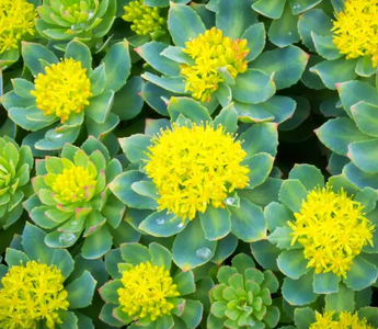 Best Rhodiola Rosea Alternatives for Sleeping - Pulsetto