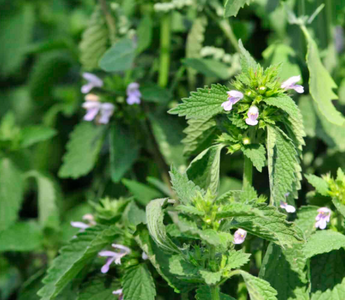 Best Lemon Balm Alternatives for Sleeping - Pulsetto