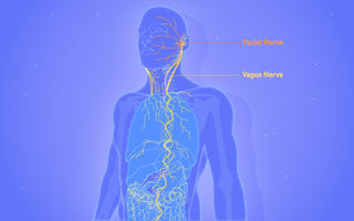 Unlocking the Vagus Nerve: A Comprehensive Guide to Vagus Nerve Stimulation (VNS)