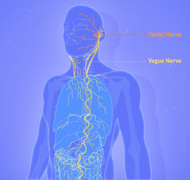 Unlocking the Vagus Nerve: A Comprehensive Guide to Vagus Nerve Stimulation (VNS)