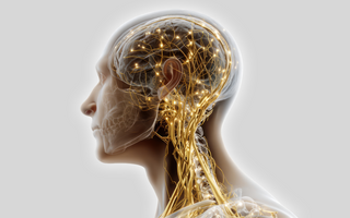Vagal Tone and Resilience: How Your Nervous System Handles Stress