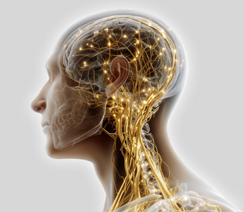 Vagal Tone and Resilience: How Your Nervous System Handles Stress