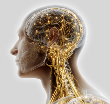 Vagal Tone and Resilience: How Your Nervous System Handles Stress