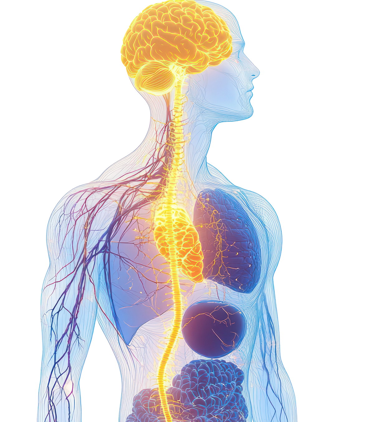 Pulsetto vagus nerve stimulation device